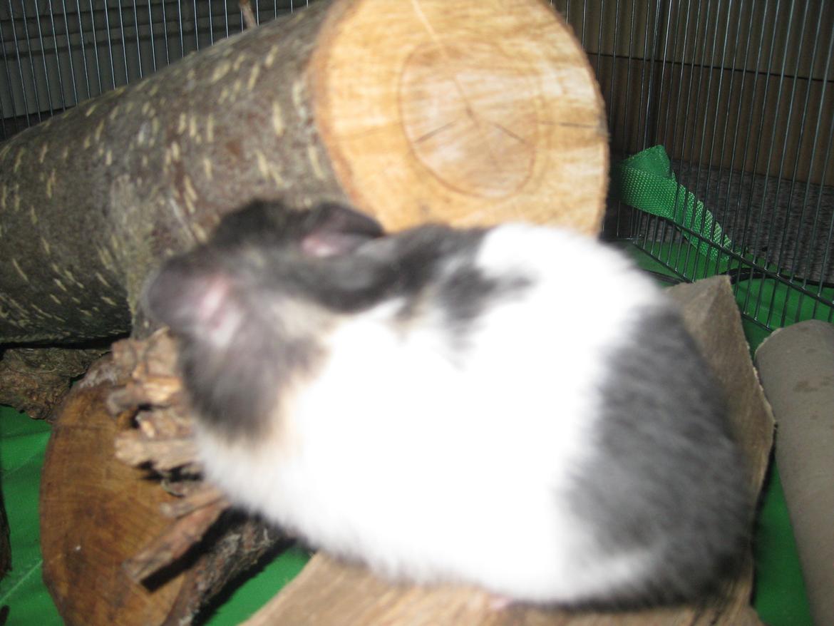 Hamster Candy Floss billede 10