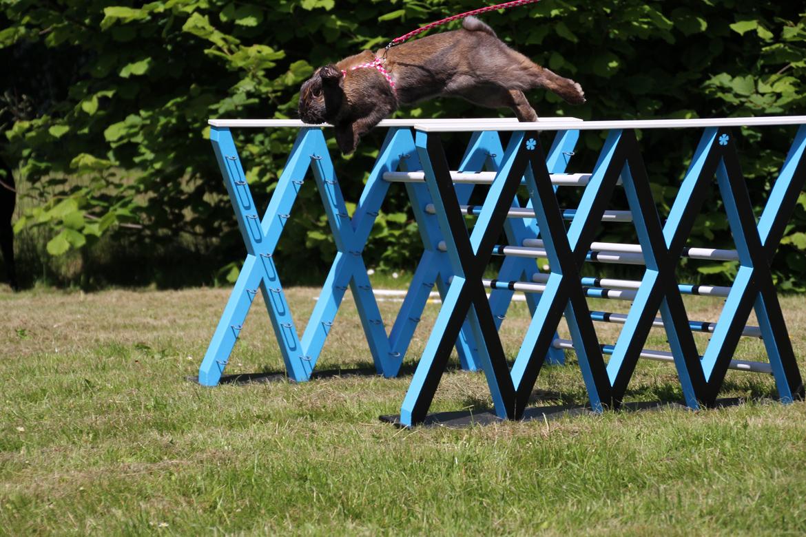 Kanin CAs Arecurius Midir billede 3