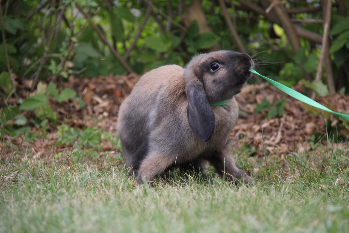 Kanin CAs Arecurius Midir billede 5