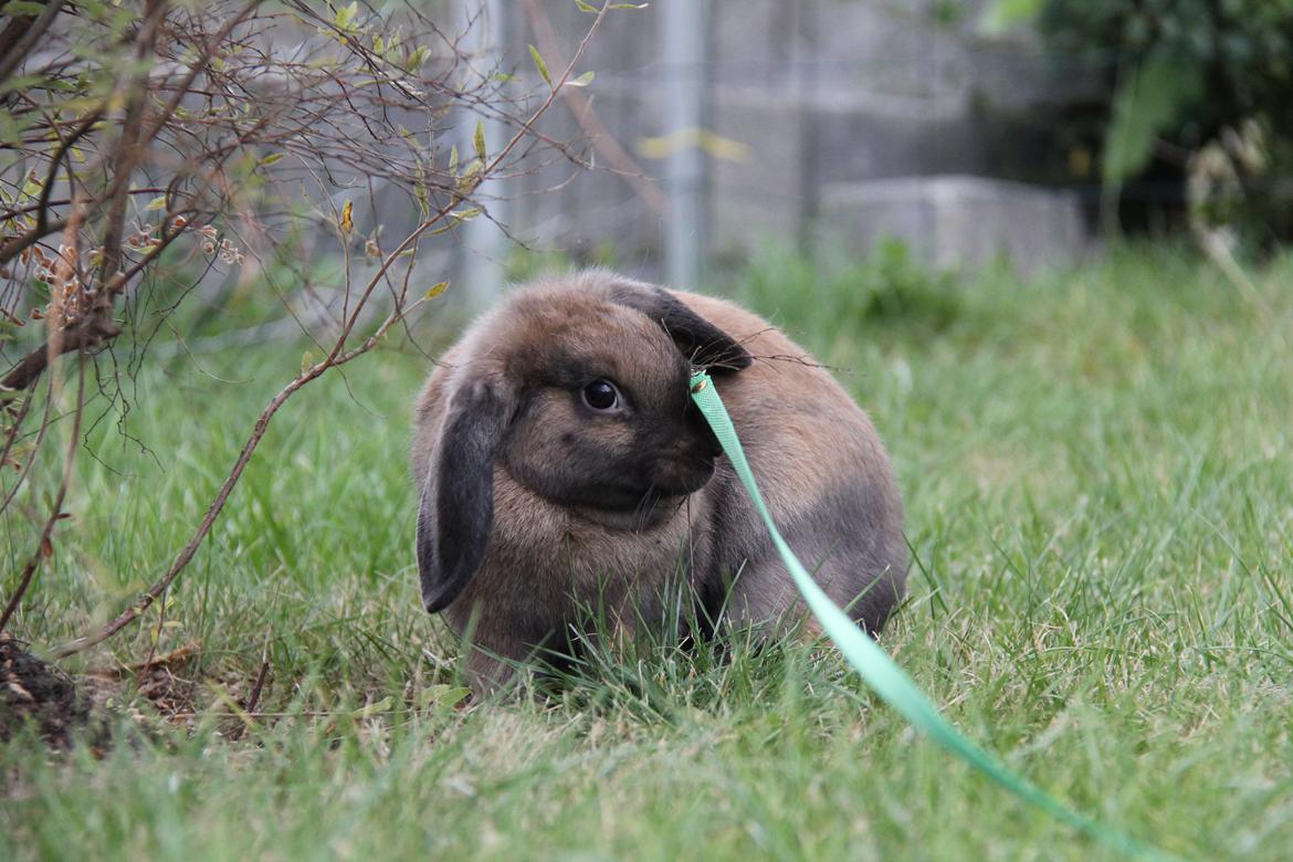 Kanin CAs Arecurius Midir billede 6