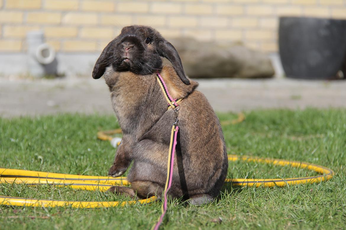 Kanin CAs Arecurius Midir billede 4