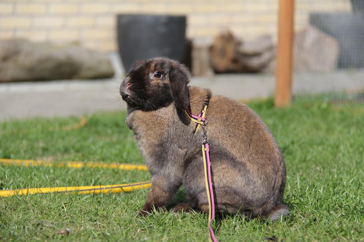 Kanin CAs Arecurius Midir billede 7