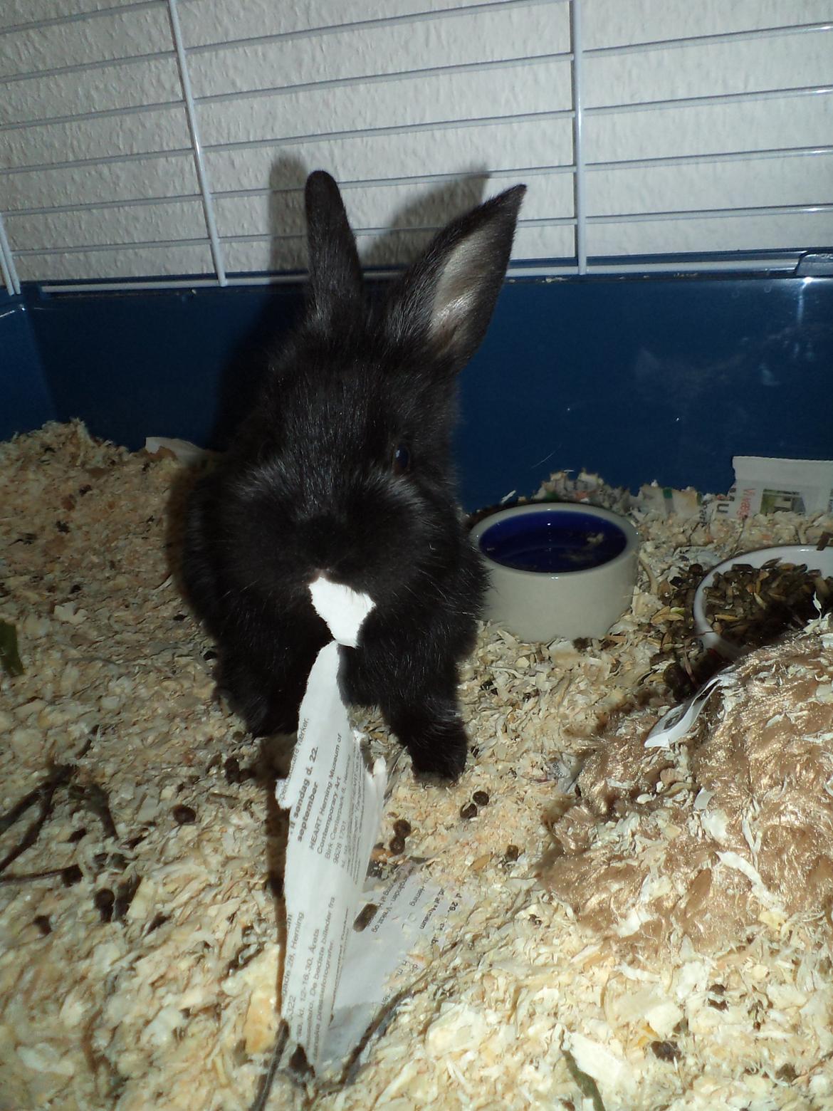 Kanin Louis the Lion billede 11