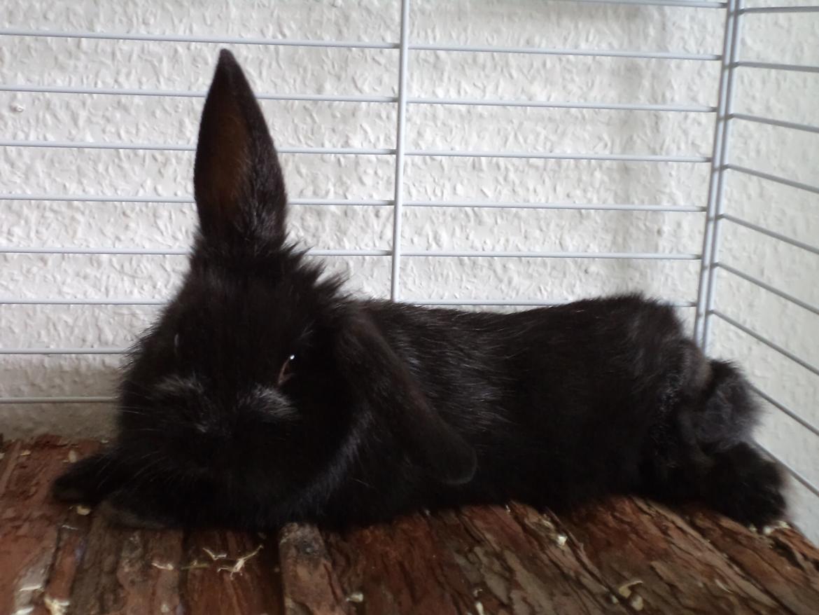 Kanin Louis the Lion billede 12