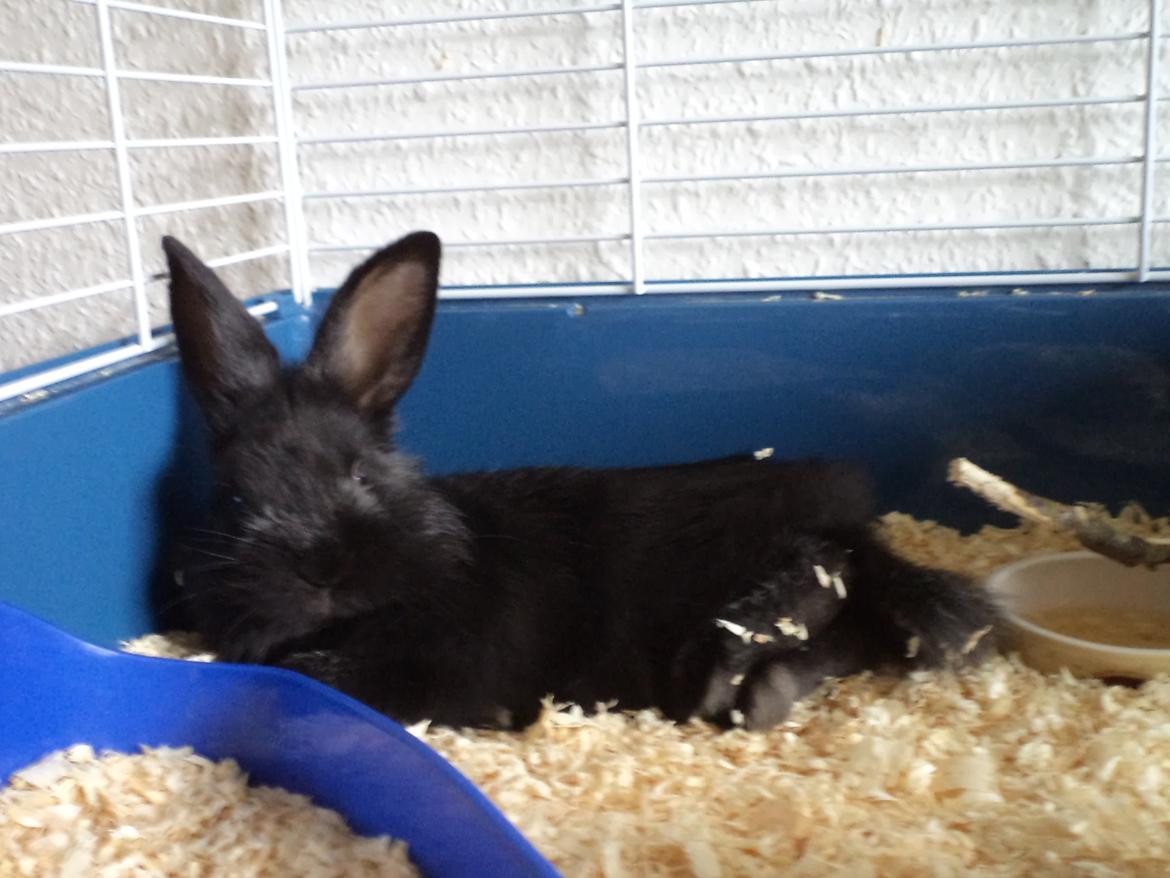 Kanin Louis the Lion billede 13