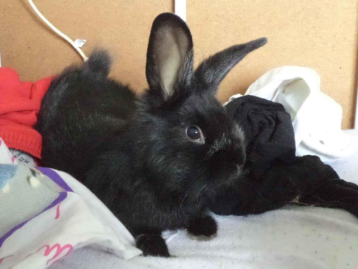 Kanin Louis the Lion billede 14