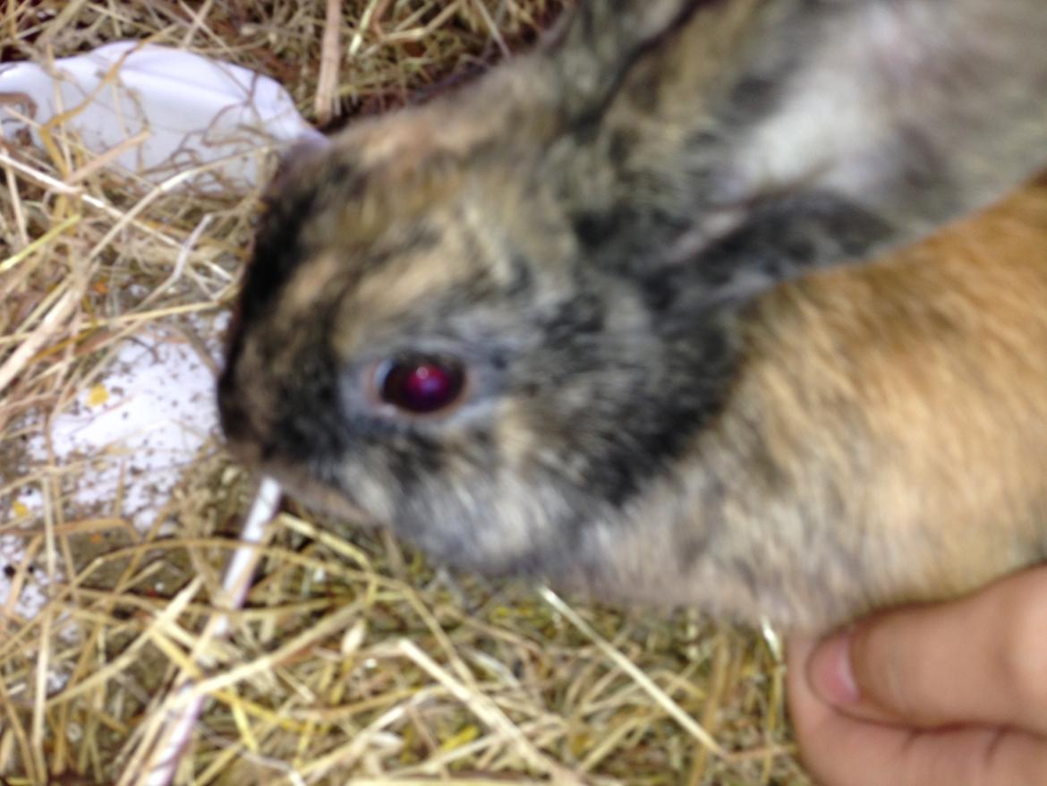 Kanin Bambi billede 2