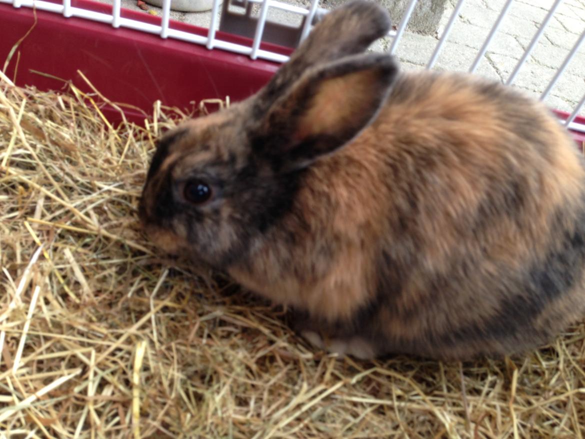 Kanin Bambi billede 1