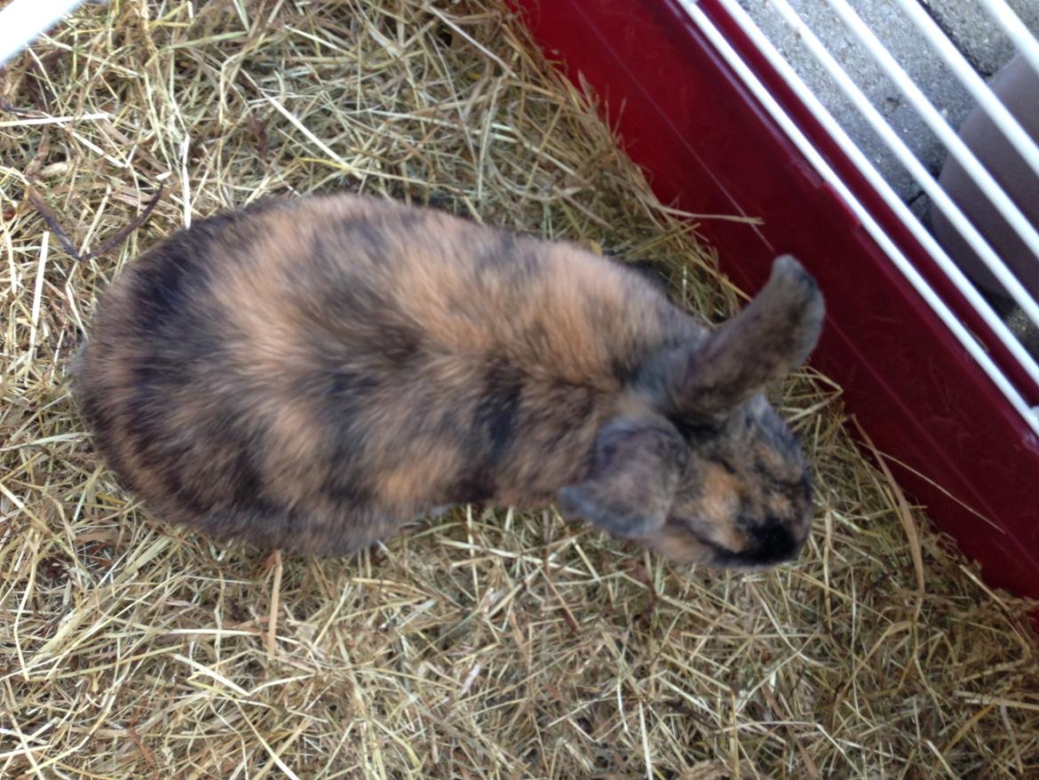 Kanin Bambi billede 3