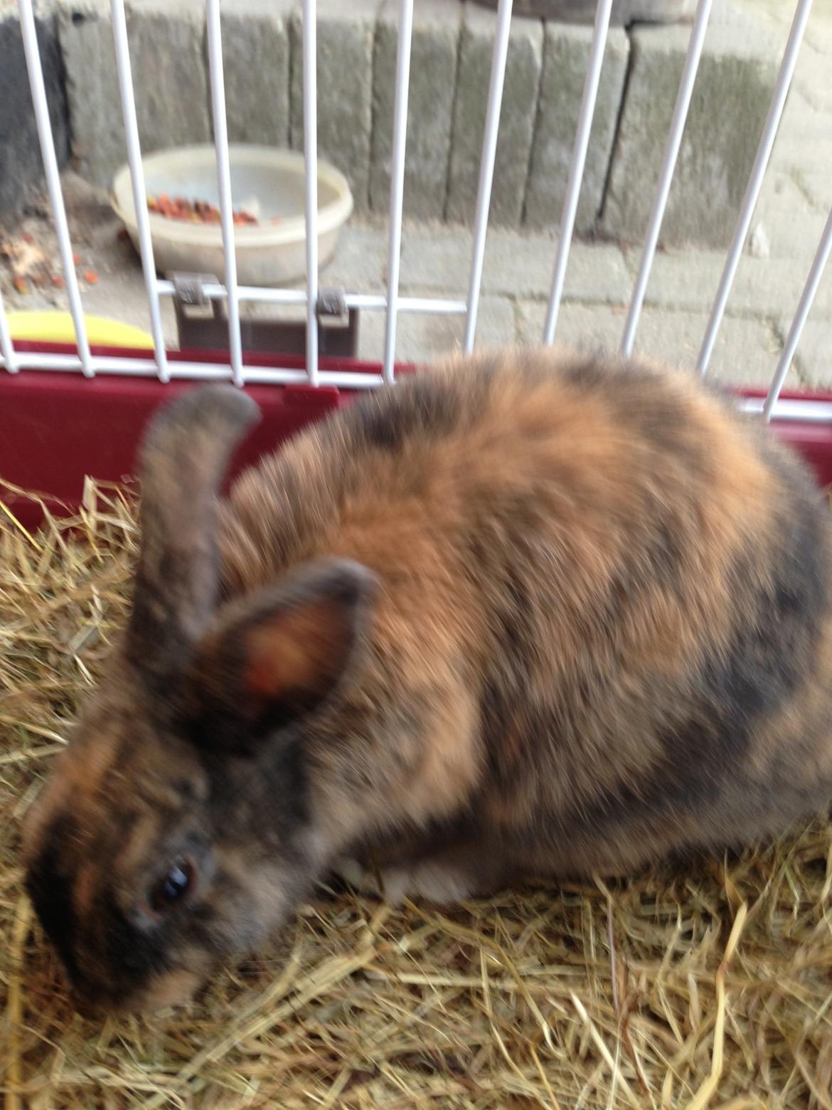 Kanin Bambi billede 4