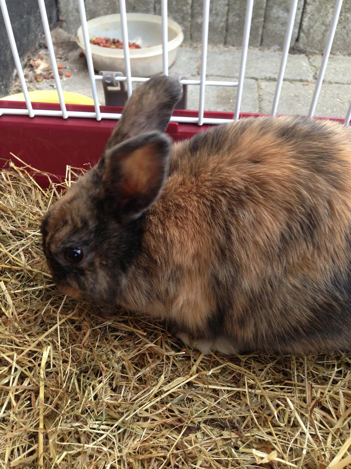 Kanin Bambi billede 5