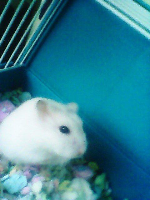 Dværghamster Vanilje billede 1