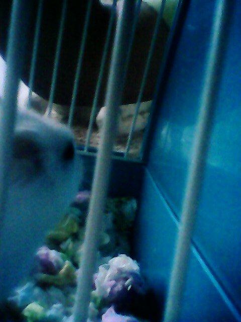 Dværghamster Vanilje billede 2