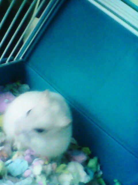 Dværghamster Vanilje billede 3