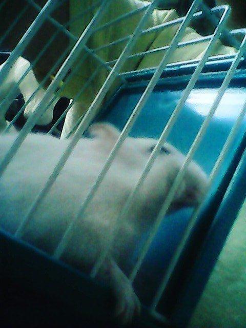 Dværghamster Vanilje billede 4