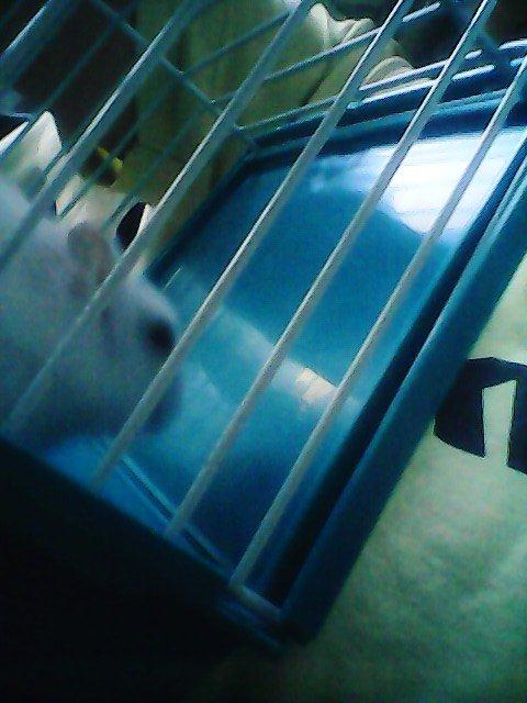 Dværghamster Vanilje billede 5