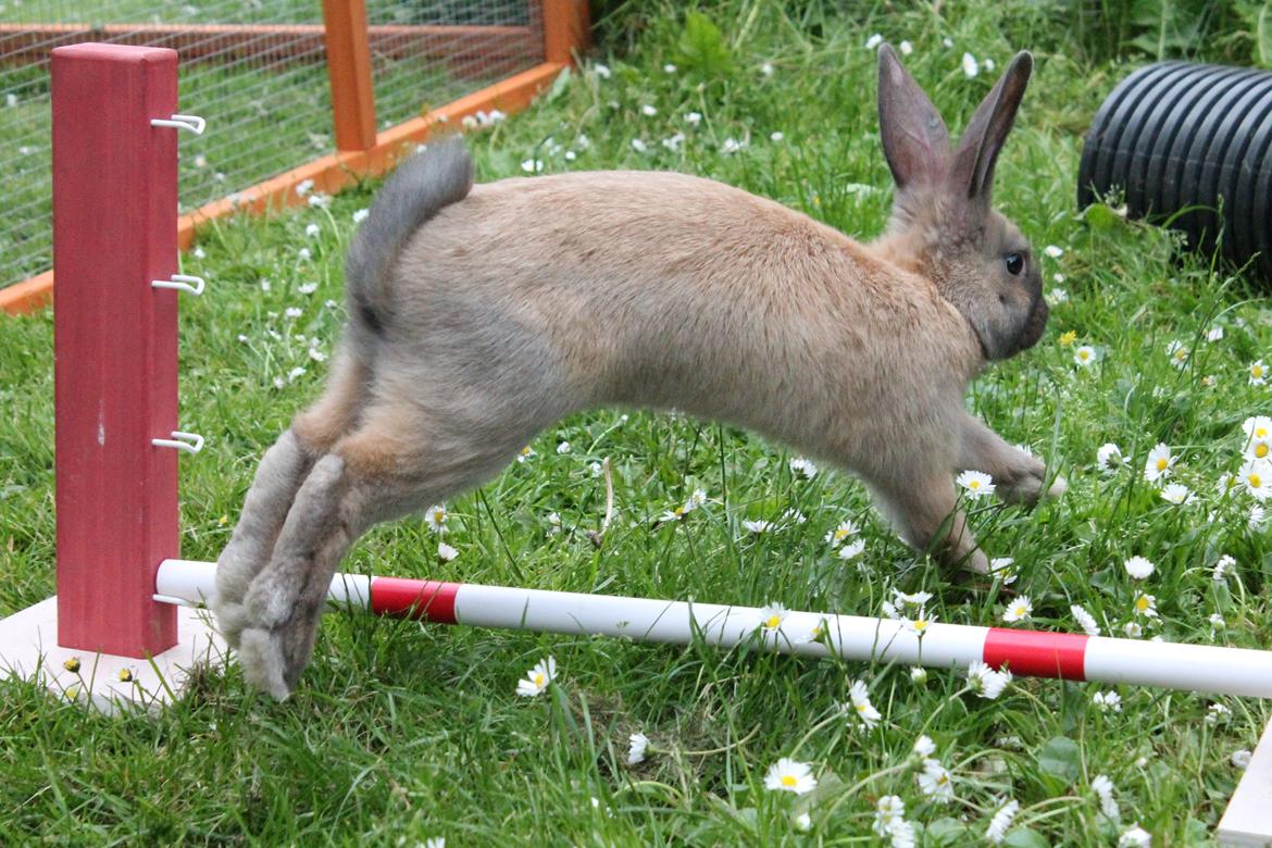 Kanin Sommerly's Sigrid Undset billede 8