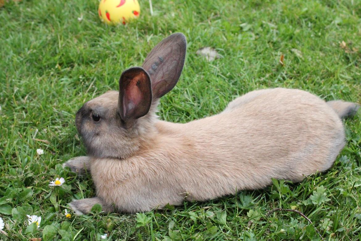 Kanin Sommerly's Sigrid Undset billede 9