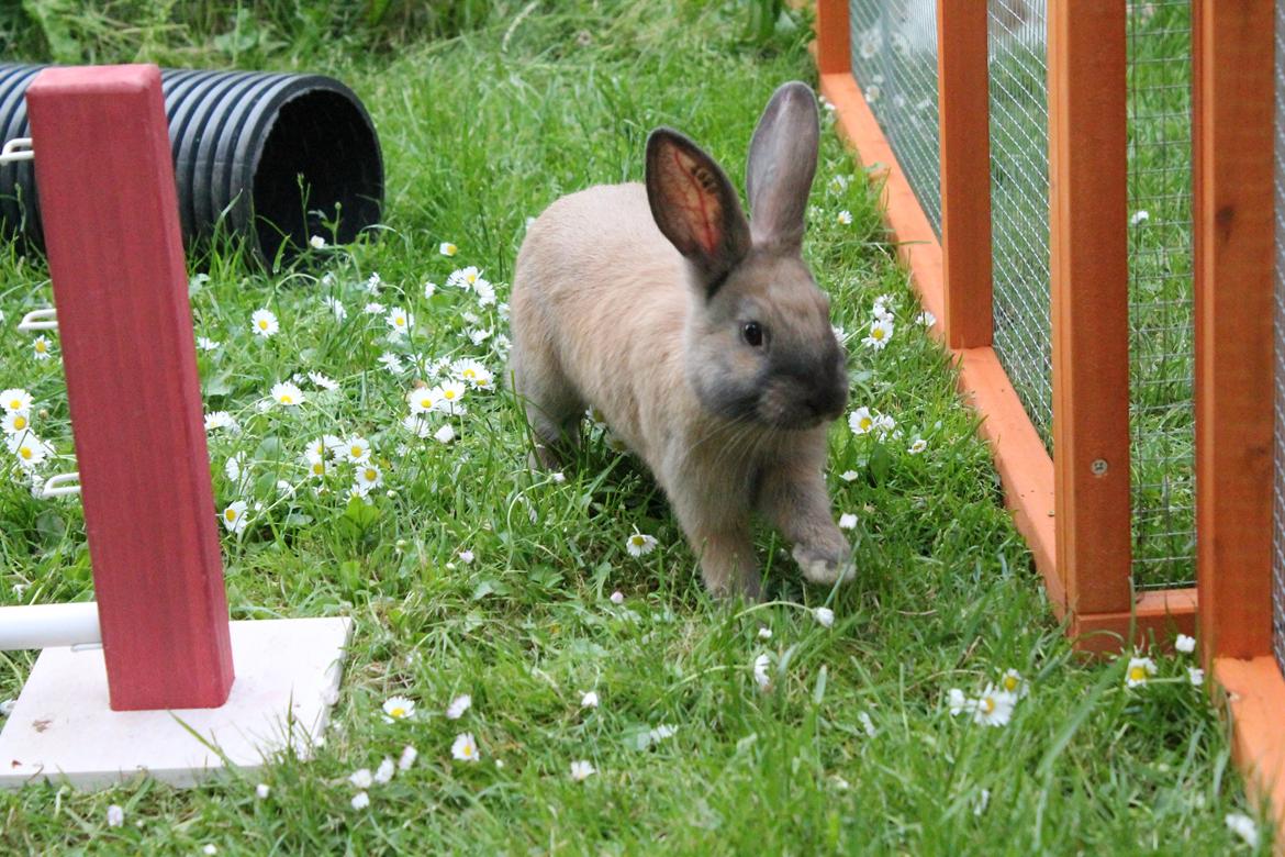 Kanin Sommerly's Sigrid Undset billede 10