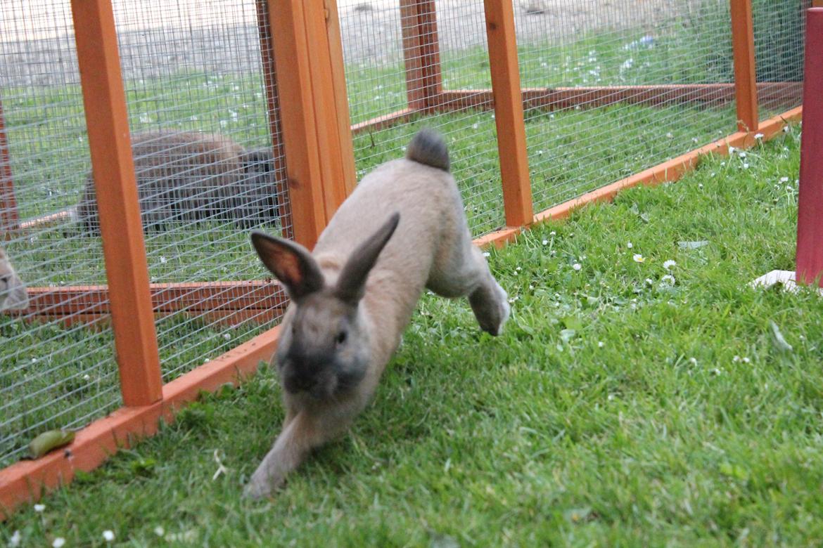 Kanin Sommerly's Sigrid Undset billede 11