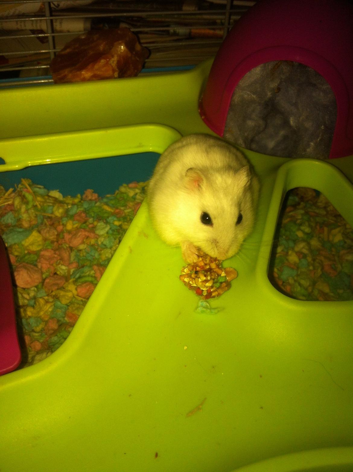 Dværghamster Vanilje - Når hun sidder og spiser. billede 6