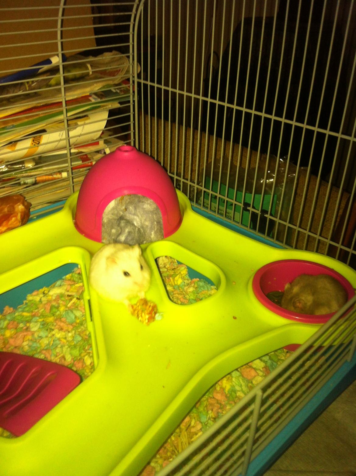 Dværghamster Vanilje billede 7