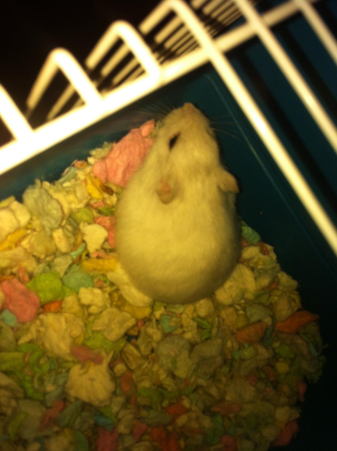 Dværghamster Vanilje billede 8