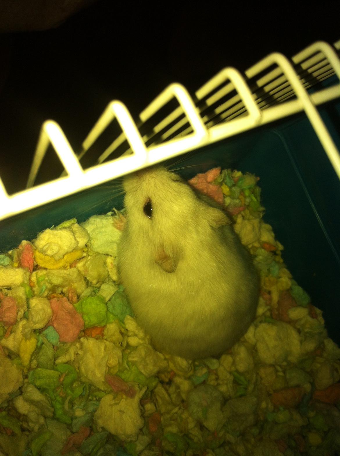 Dværghamster Vanilje billede 9