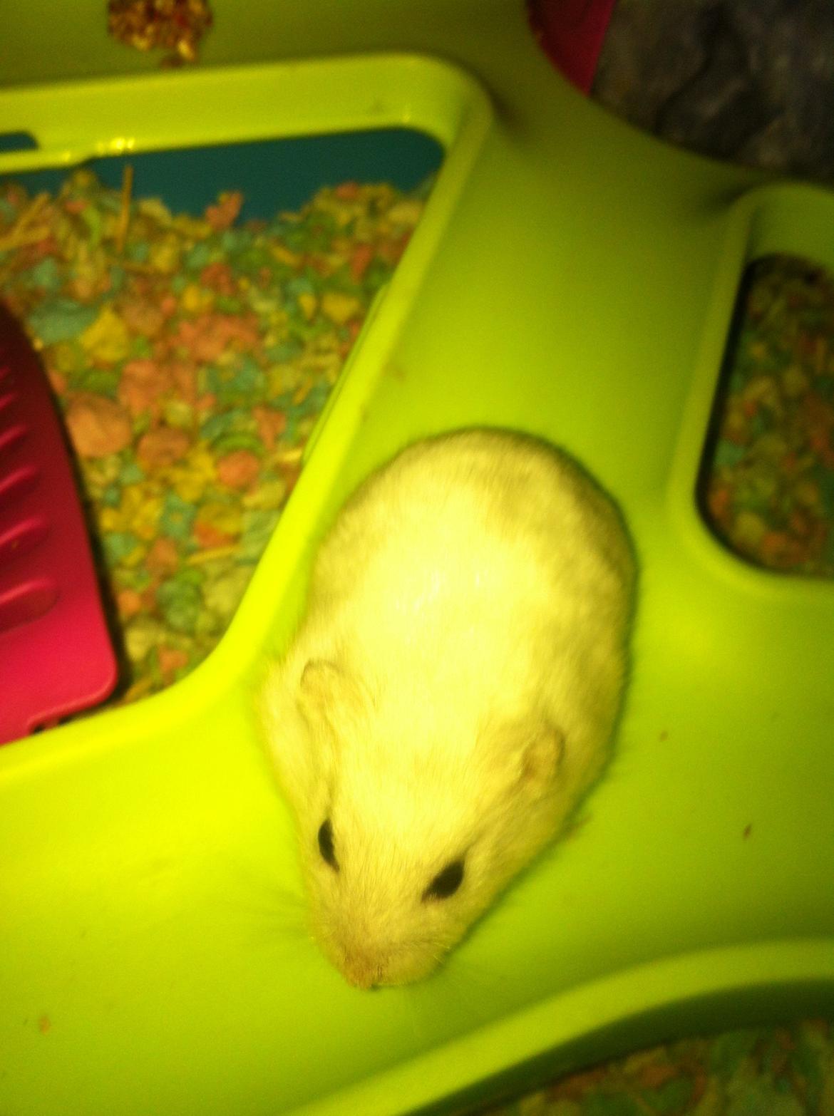 Dværghamster Vanilje billede 10