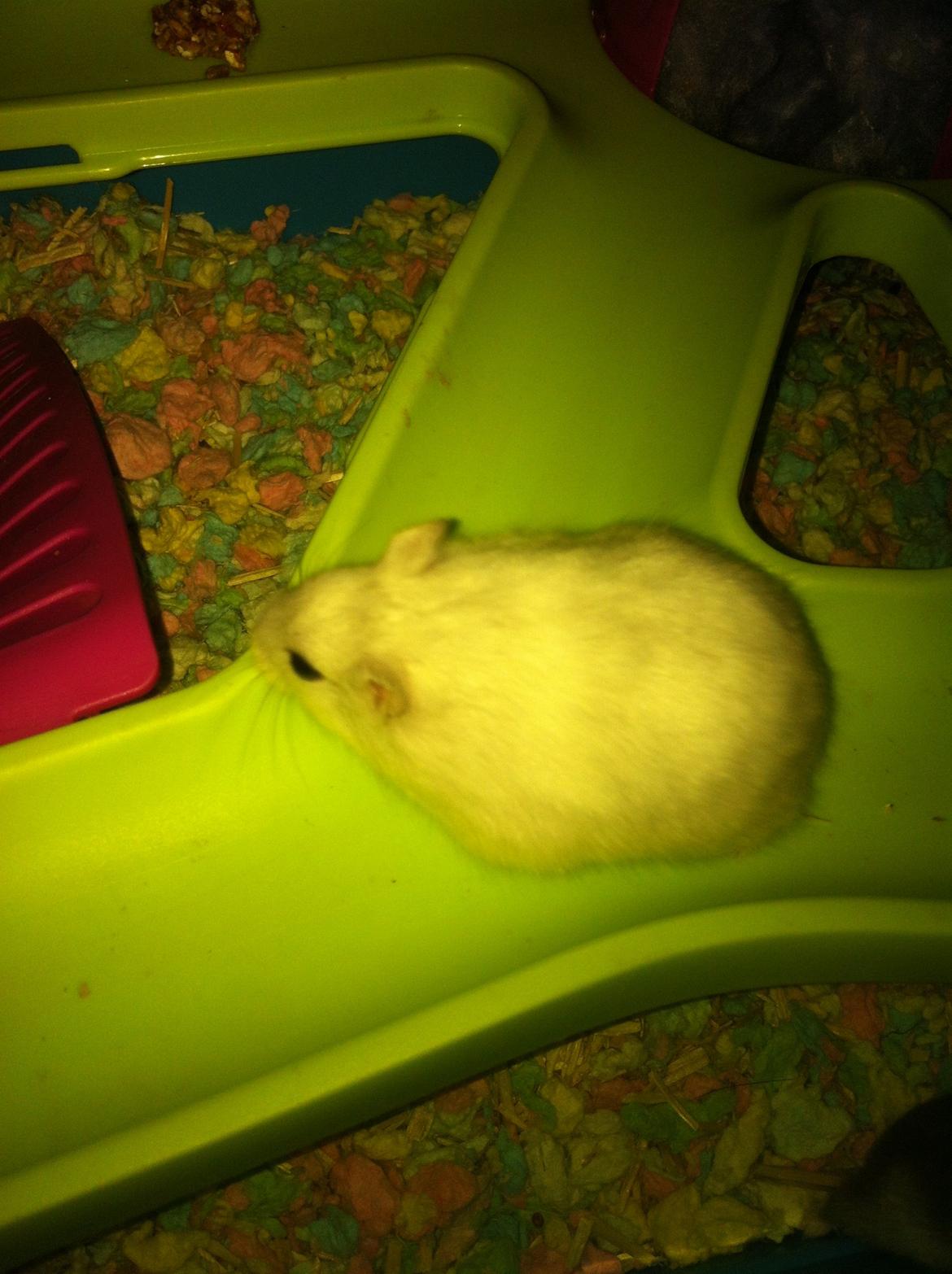 Dværghamster Vanilje billede 11