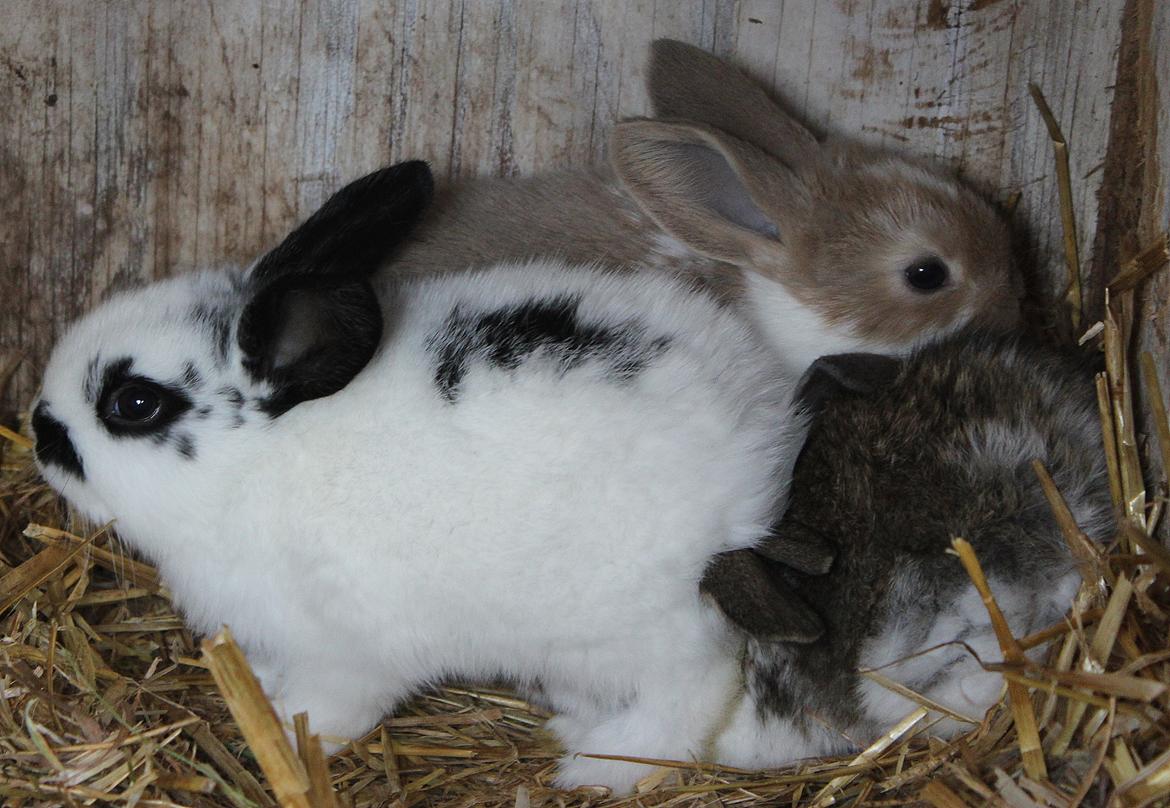 Kanin Mister Moustache billede 6