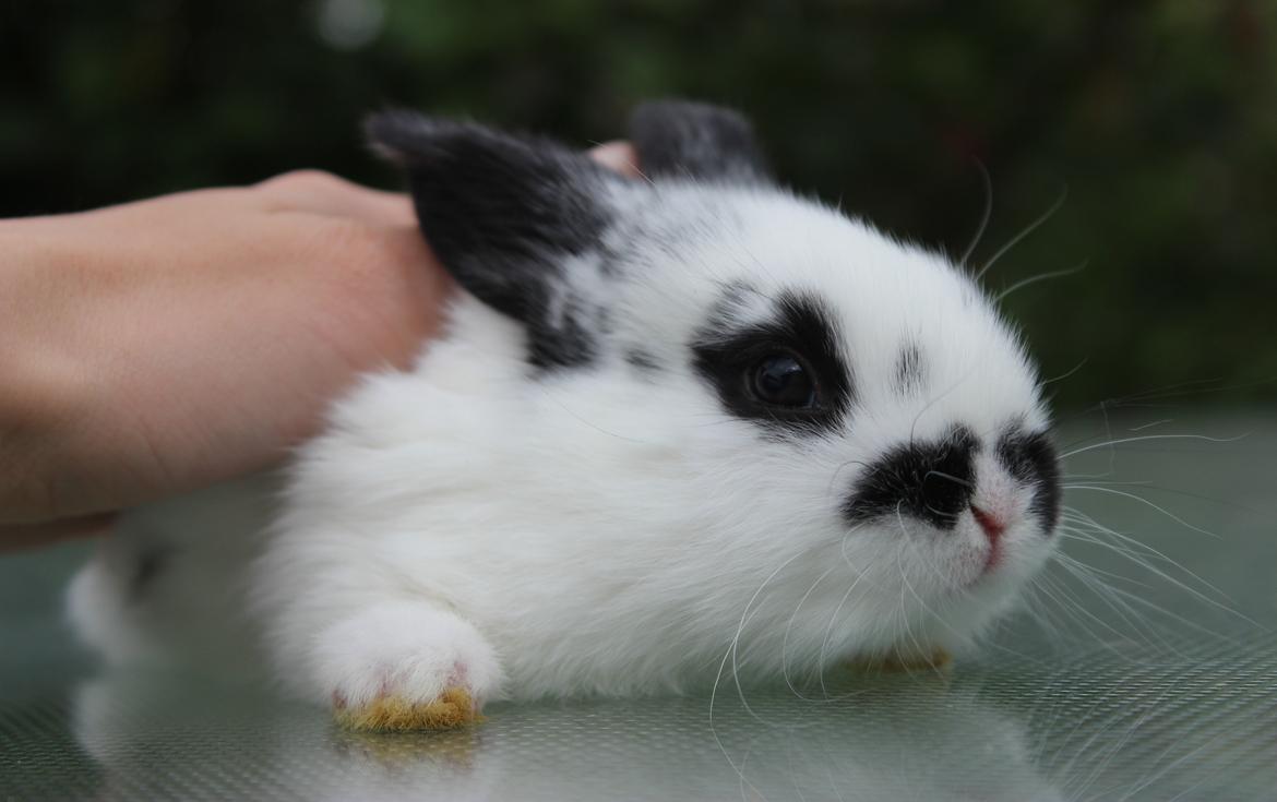 Kanin Mister Moustache billede 7