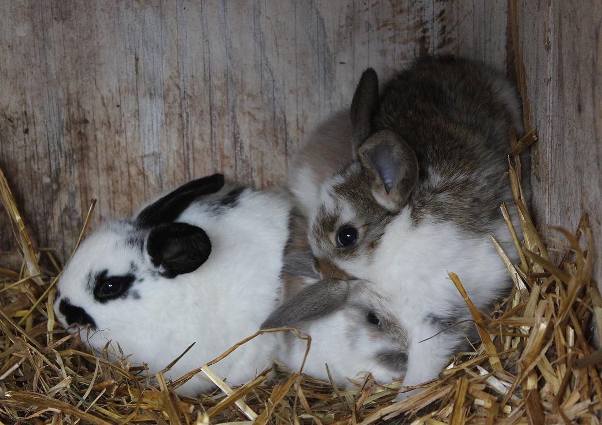 Kanin Maskot billede 6