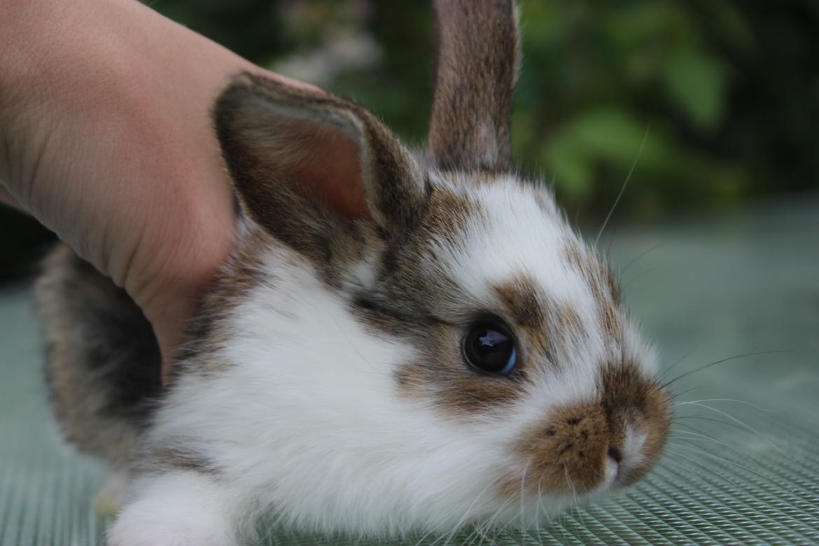 Kanin Maskot billede 5