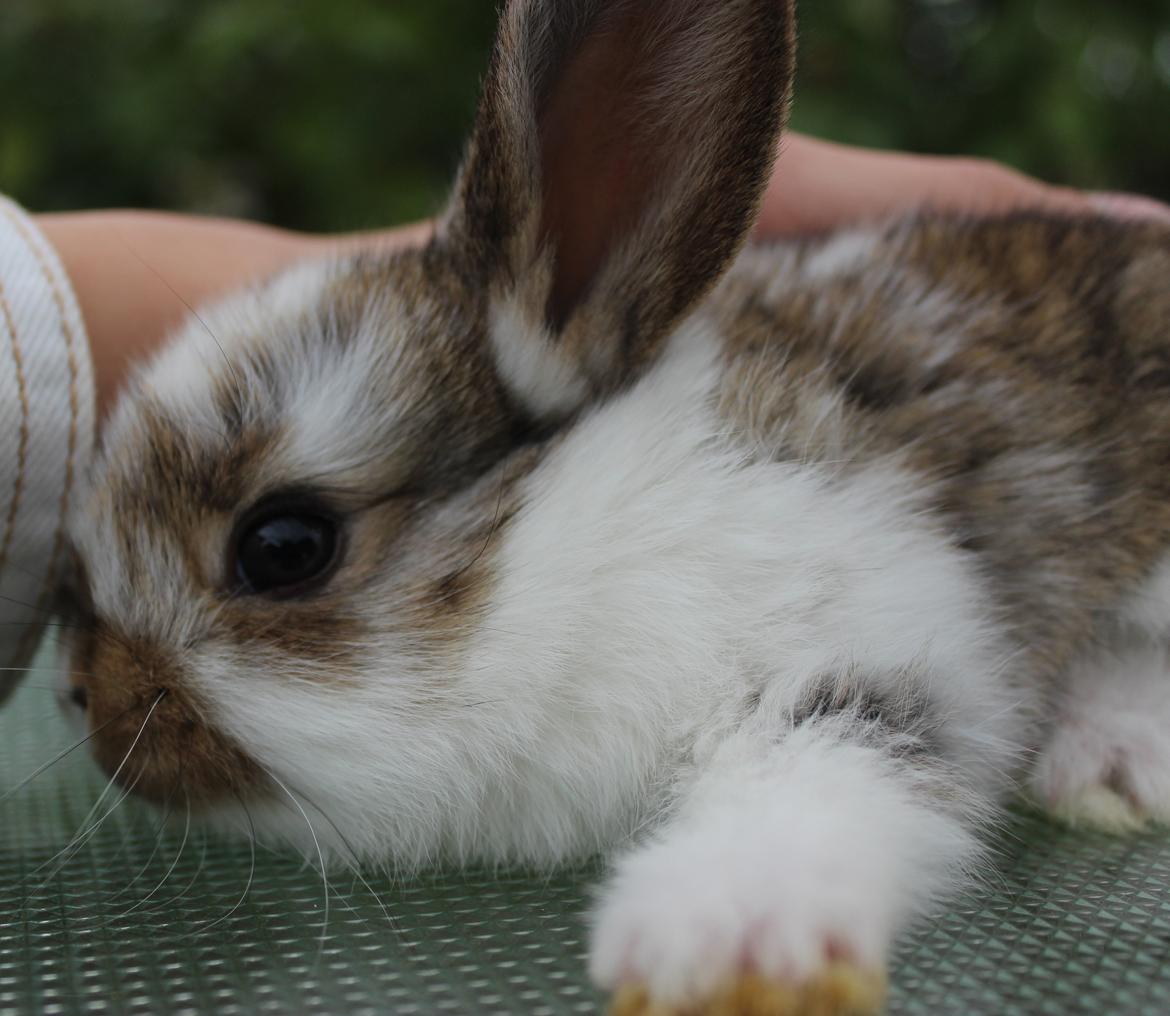 Kanin Maskot billede 11