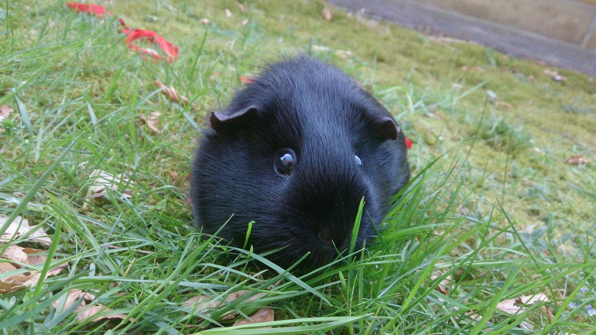 Marsvin Blackie billede 6