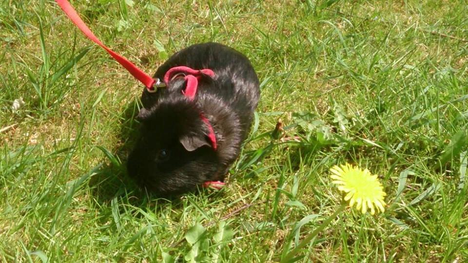 Marsvin Blackie billede 7