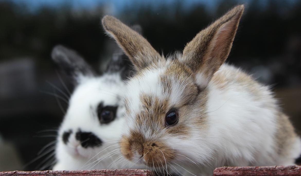 Kanin Maskot billede 12