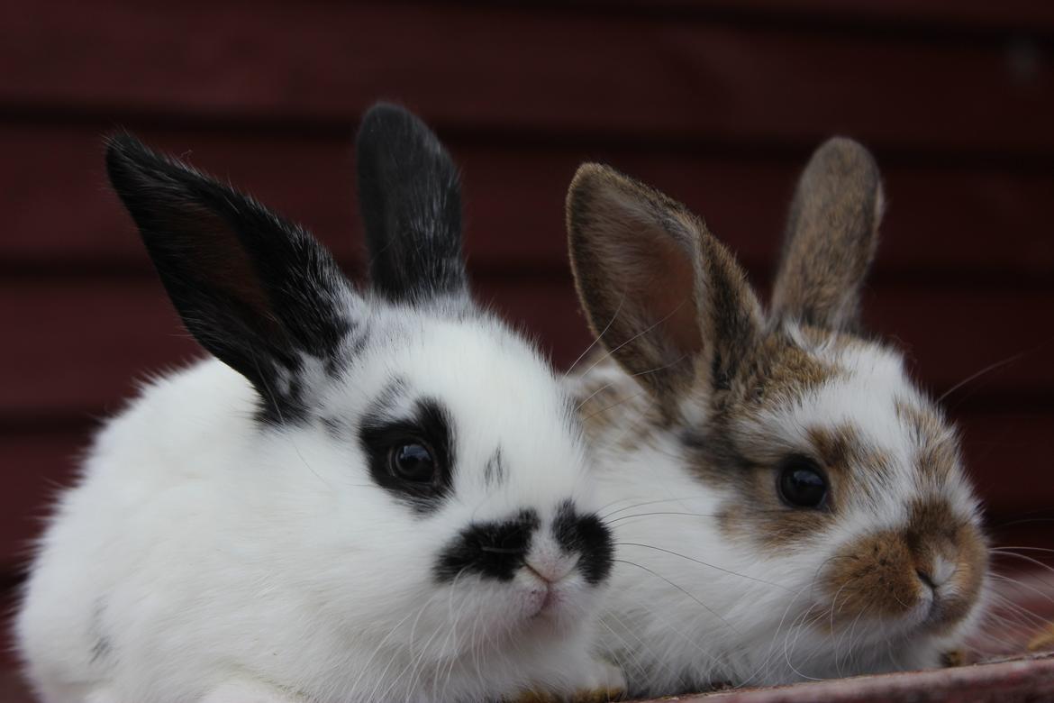 Kanin Mister Moustache billede 8