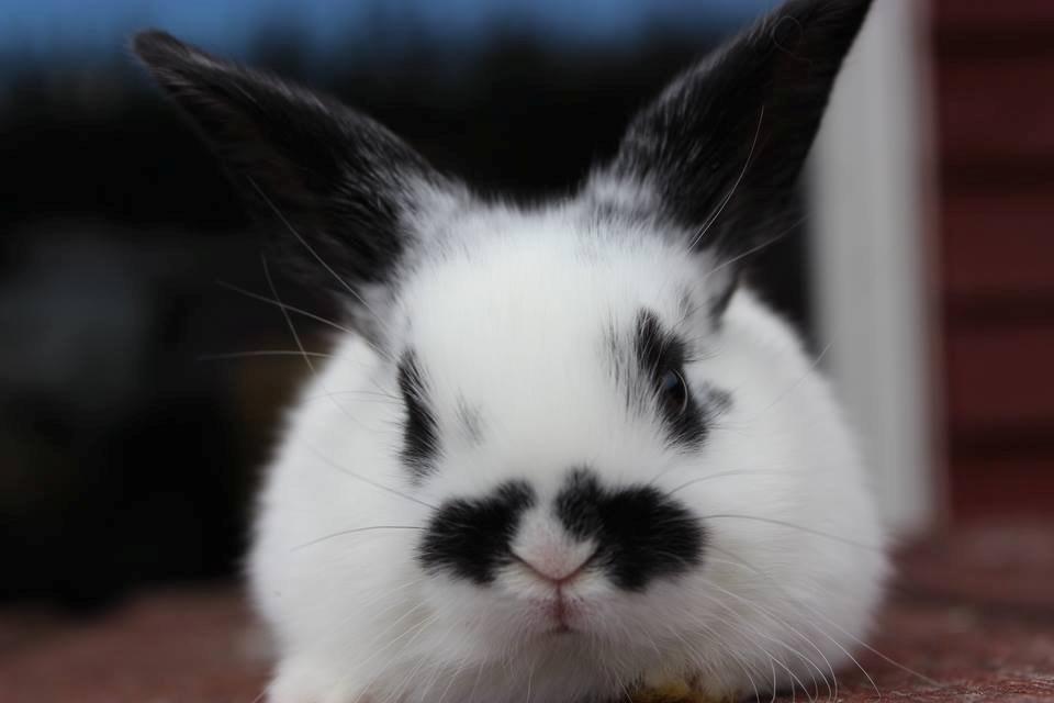 Kanin Mister Moustache billede 9