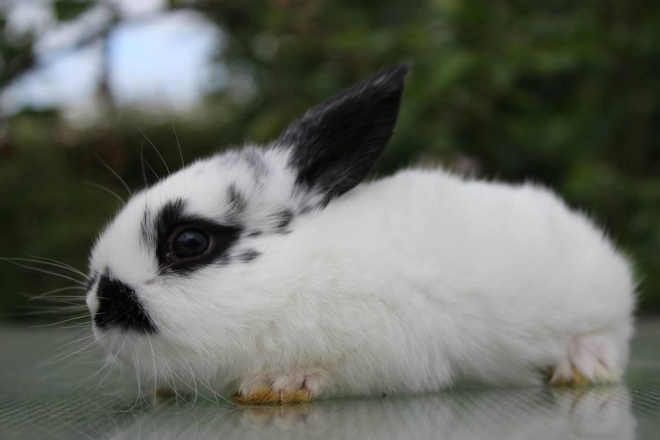 Kanin Mister Moustache billede 10