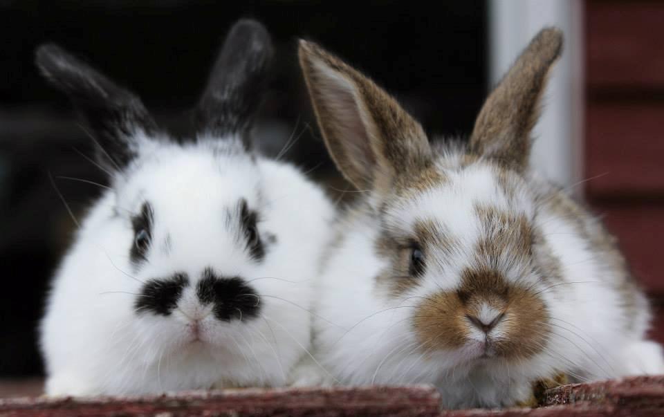 Kanin Mister Moustache billede 11