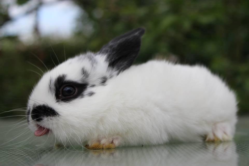 Kanin Mister Moustache - Velkommen!  billede 5