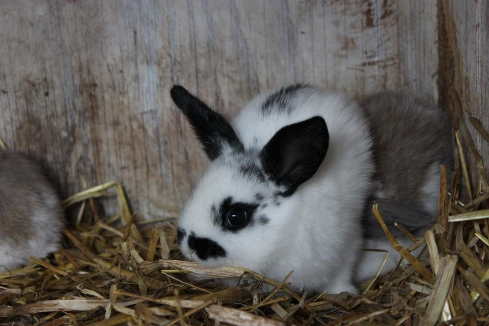 Kanin Mister Moustache billede 12