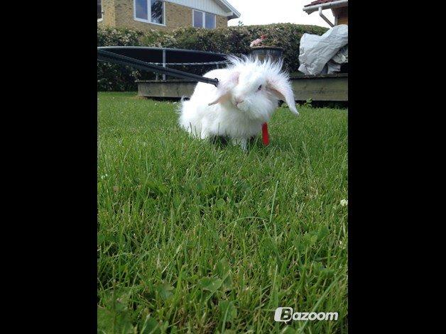 Kanin Alaska billede 9