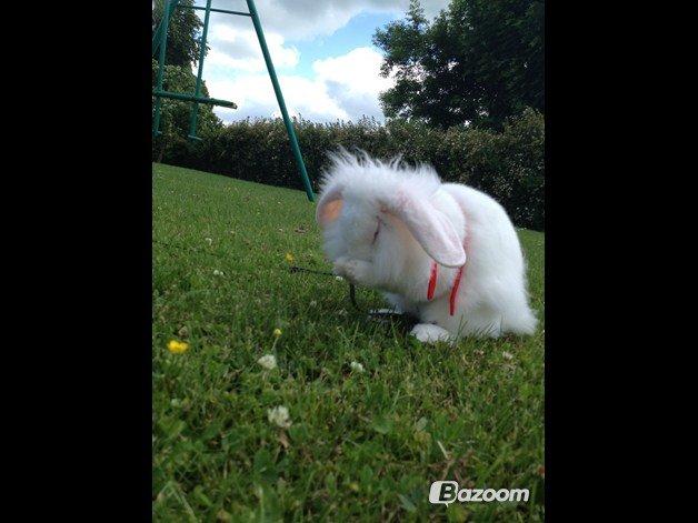 Kanin Alaska billede 1