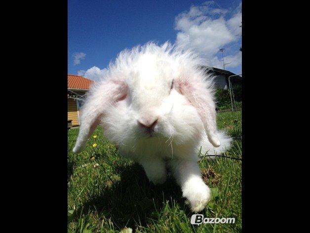 Kanin Alaska - Billedet er taget lige inden hun dumper ind i min telefon billede 10