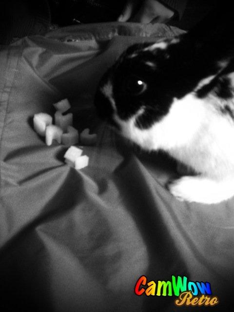 Kanin Bella billede 1