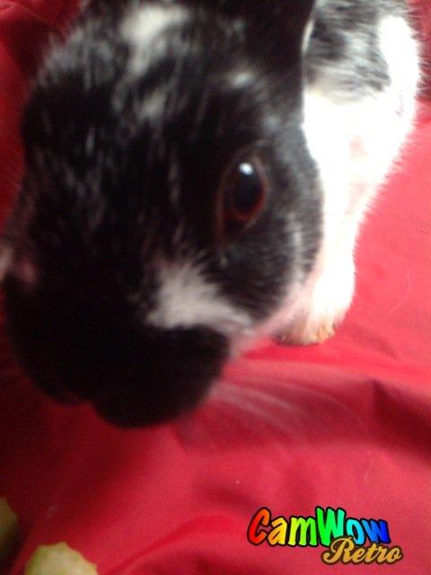 Kanin Bella billede 3