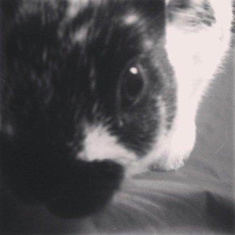 Kanin Bella billede 4